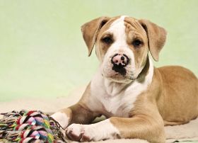 SK Fotomomente Hunde 003.jpg