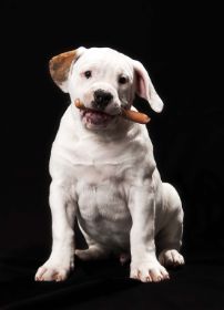 SK Fotomomente Hunde 002.jpg