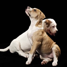 SK Fotomomente Hunde 004.jpg