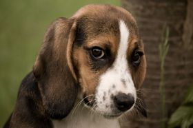 Tiere_Bonny_01.jpg